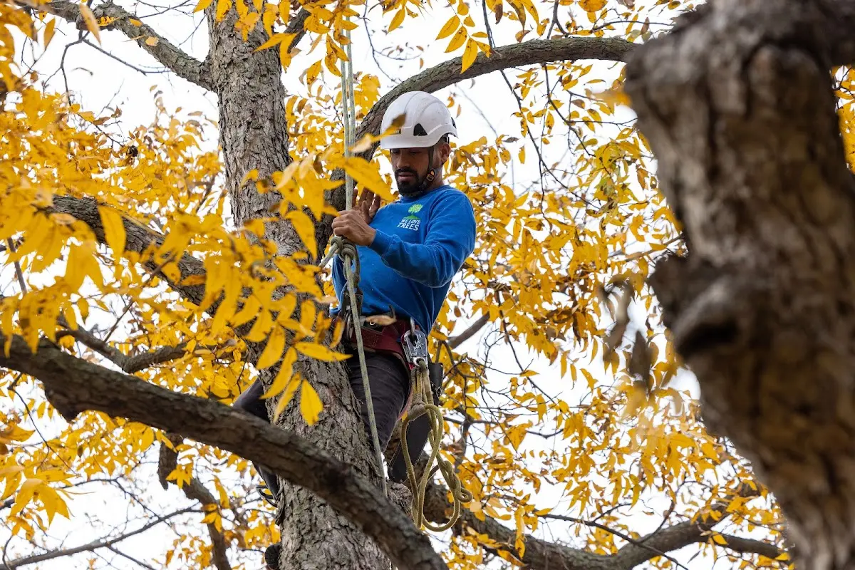 Skilled Tree Transplanting crew working in Hancock